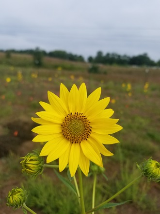 yellow flower in a field